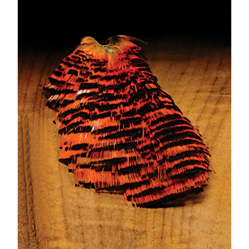 Golden Pheasant