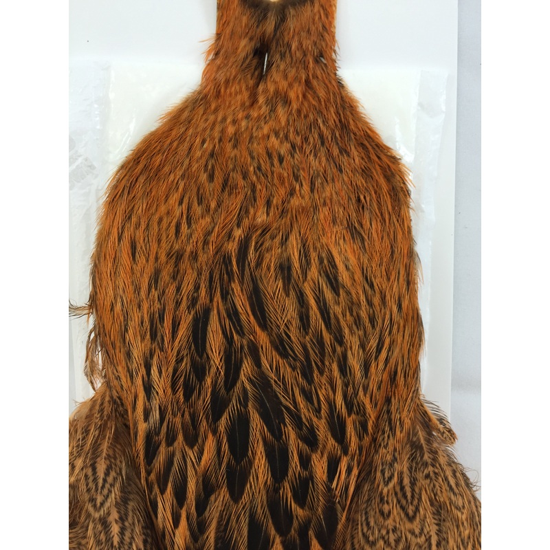 Whiting Brahma Hen SH/C
