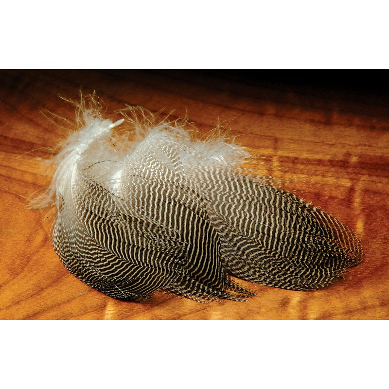 Gadwall Feathers